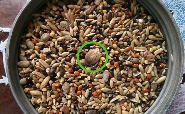 Полезные советы по скарификации семян конопли Советы по скарификации семян конопли