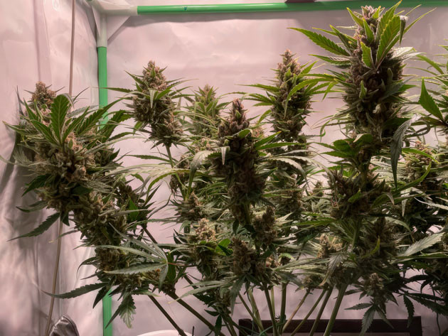 Кусты Apricot Auto от FastBuds на 9 неделе выращивания