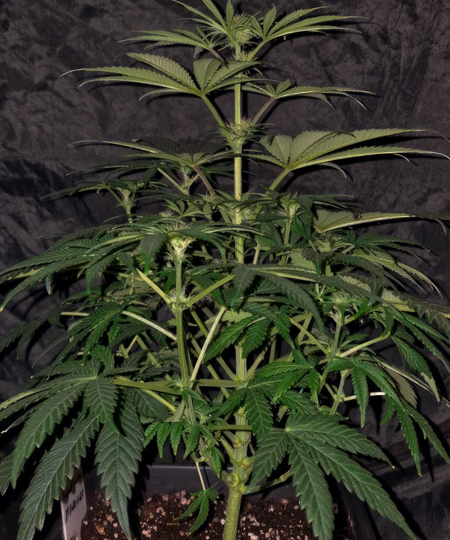 Конопля ростом 37 - 40 см