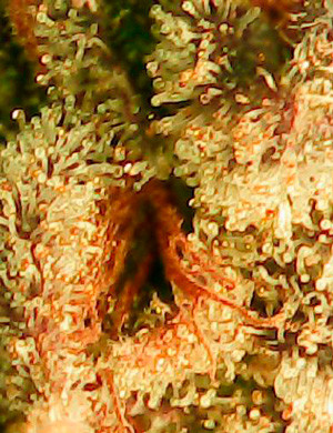 Проверка трихом перед харвестом Трихомы под увеличением