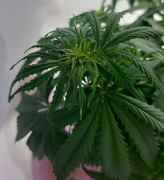 Внешний вид Critical Orange Punch Auto