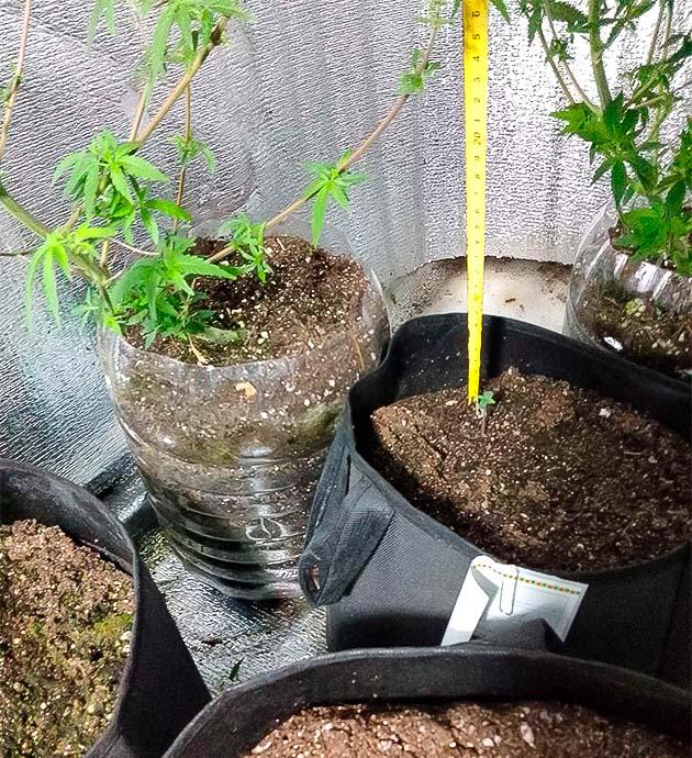 3-й день с момента высадки Росток Sexy Cinderella Auto от Семяныча 1 неделе