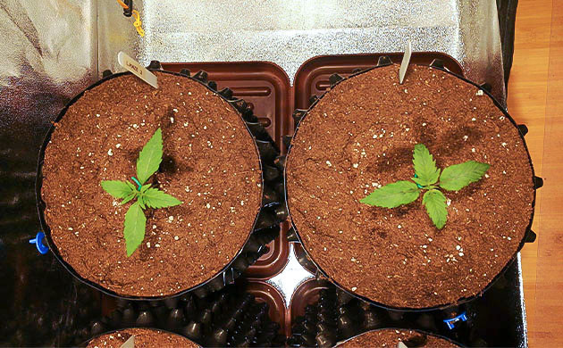 Формирование второй пары листьев Две пары полноценных листьев на ростках