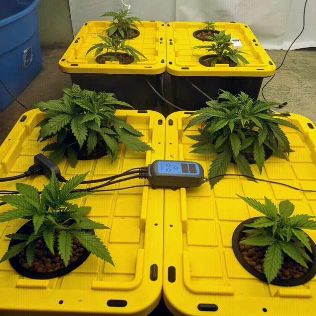 Использование генератора тумана при выращивании марихуаны Girl Scout Cookies auto fem Генератор тумана