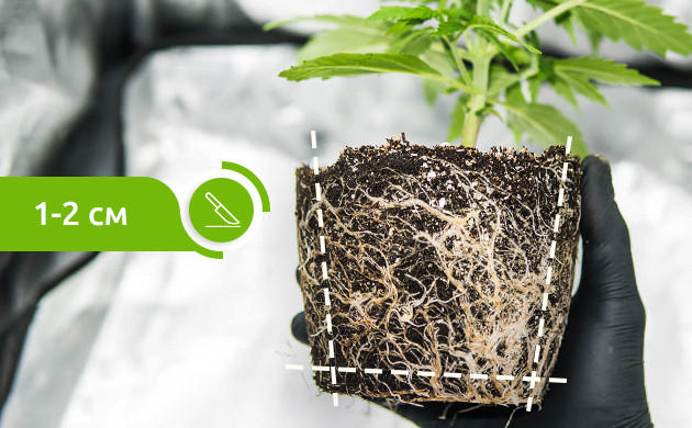 Обрезка корней материнского растения Срезание корней на 1-2 см