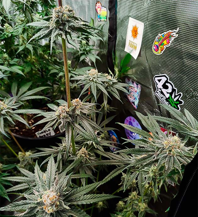 Завершающая стадия созревания Banana Punch