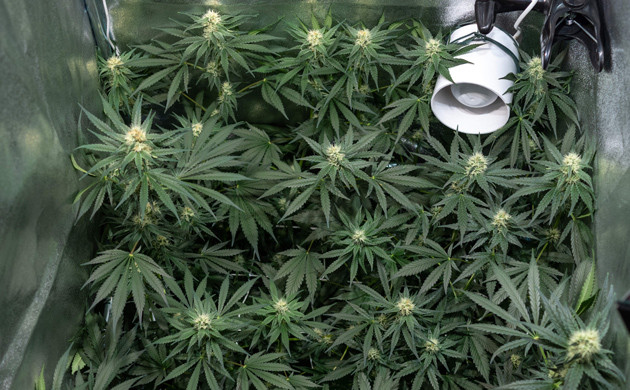 Соцветия конопли