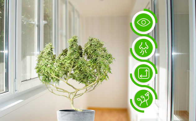 Безопасное выращивание конопли на балконе