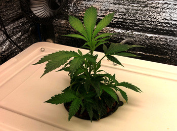 Саженец Fruit Punch