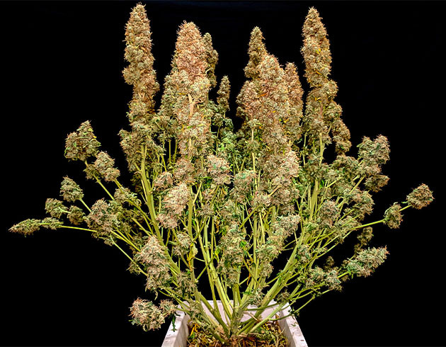 Сбор урожая с кустов Johnny Cage Auto