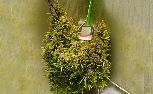 Кусты Auto Lemon Kix перед харвестом