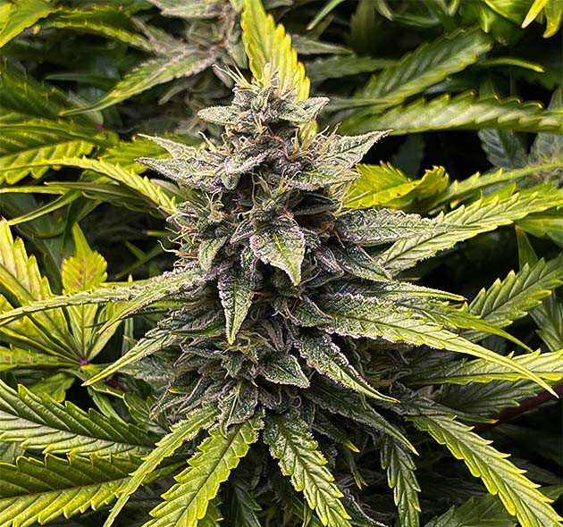 Цветение на 12 неделе от посадки Бутон Wedding Cheesecake Auto