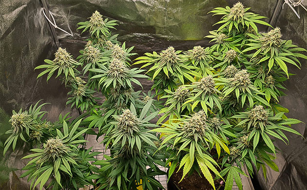 набор массы соцветий Chemical Bride развитие соцветий Chemical Bride