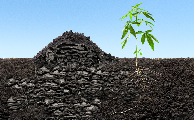 Муравейник рядом с корнями конопли