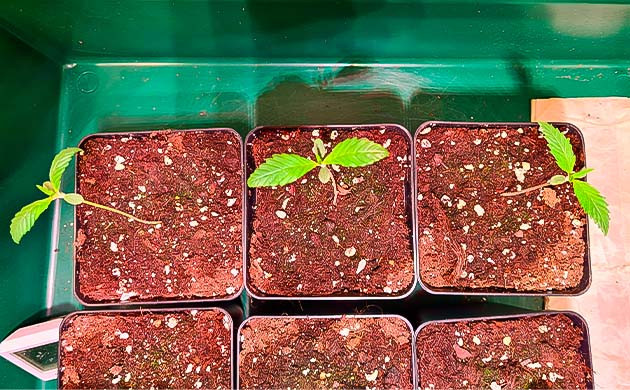 Этап культивации Росток Blueberry Hill от Herbies Seeds на 3 неделе