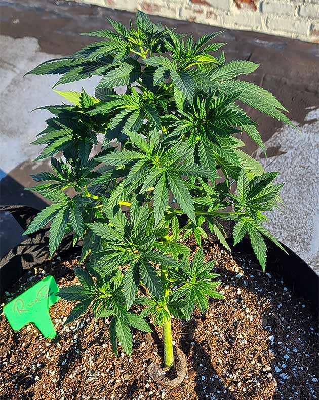 Стимуляция роста куста Runtz Punch