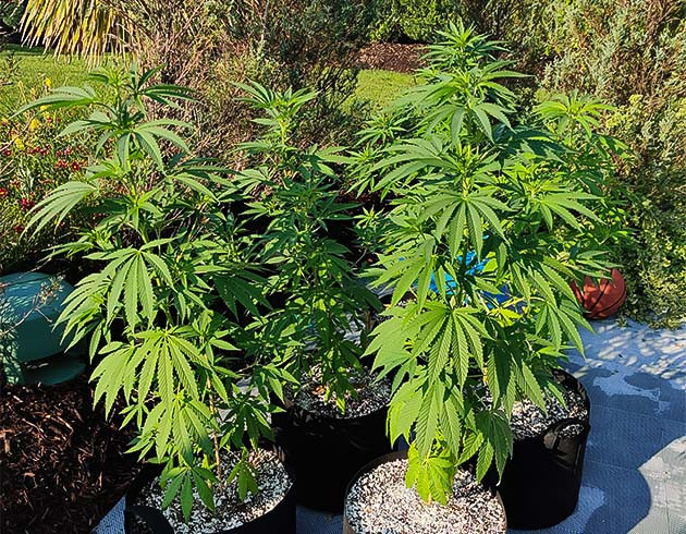 Погодные условия при выращивании Wedding Gelato