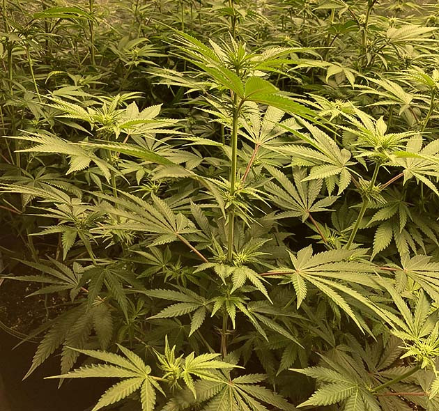 Куст конопли Liberty Haze на 9 неделе выращивания
