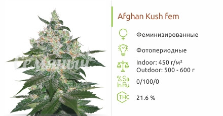 Afghan Kush от World of Seeds