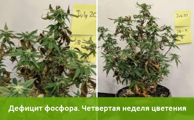 Исследования недостатка фосфора в конопле