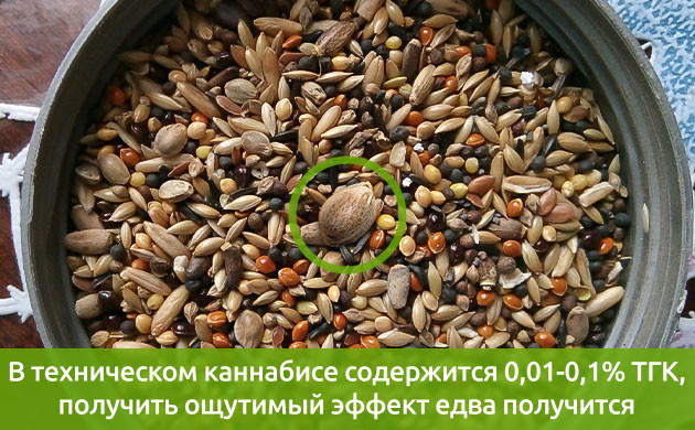 Внешний вид семян технической конопли