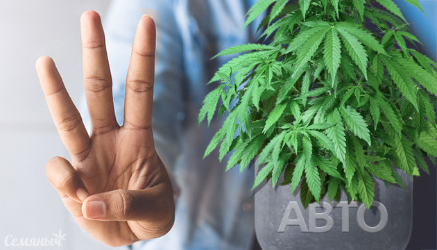 Автоцветущий каннабис