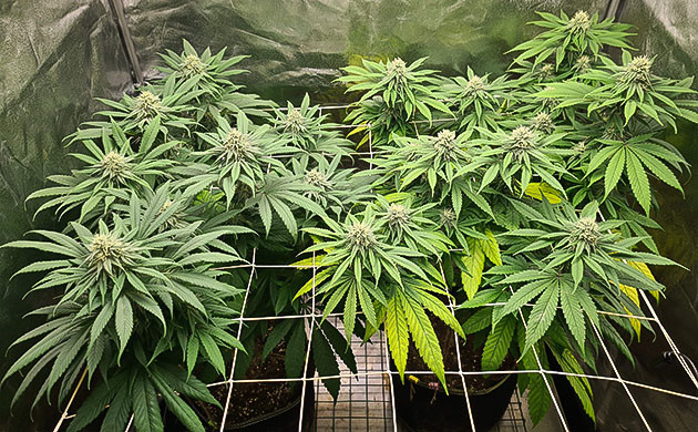 болезни растения Chemical Bride появление желтых листьев