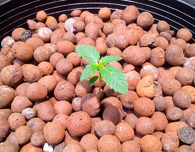 Росток Strawberry OG Cookies R1 ростом 5 см