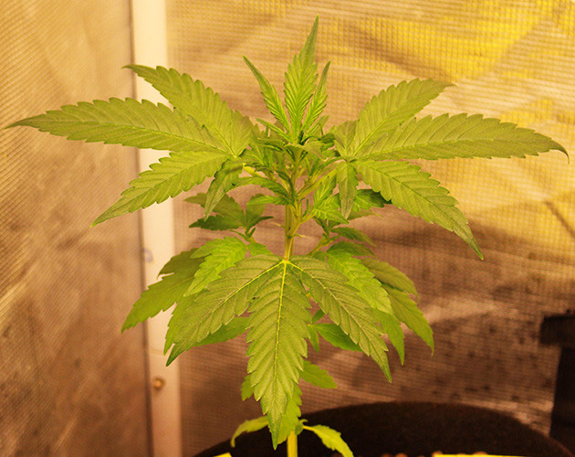 Двенадцатисантиметровый росток конопли