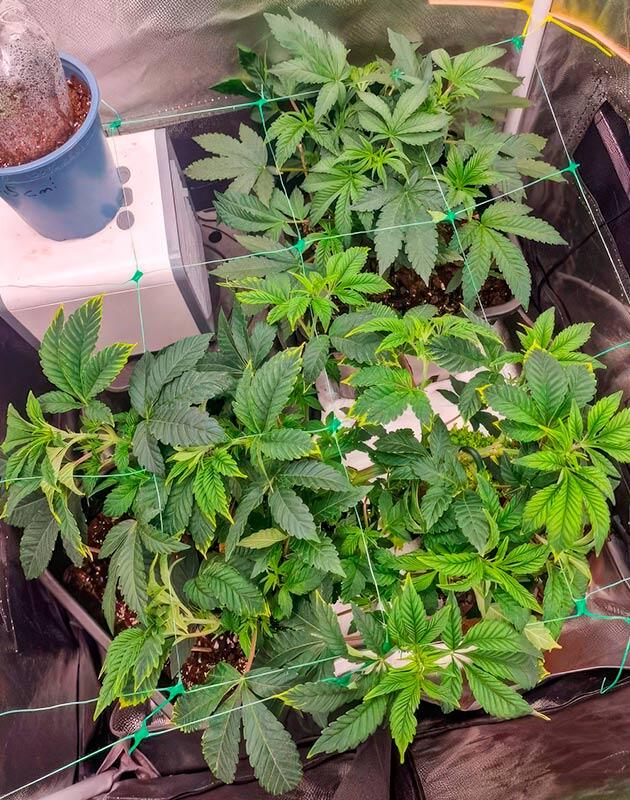 Кусты Poddy Mouth на стадии вегетации