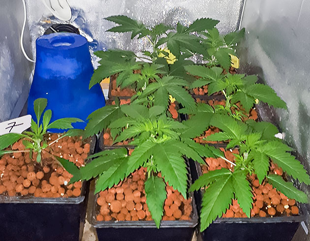 Различие фенотипа у 7 куста