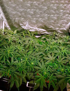 Появление бутонов