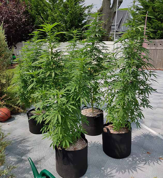 Стимуляция цветения сорта Wedding Gelato