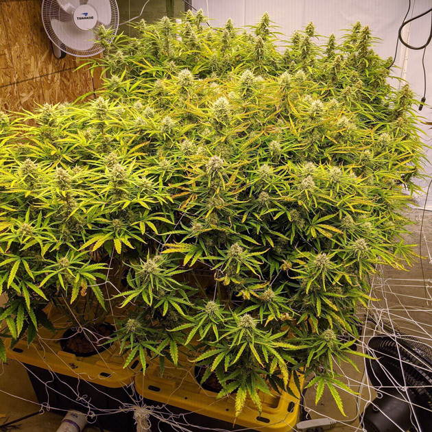 Соцветия марихуаны Girl Scout Cookies auto fem на 9 неделе выращивания Кусты Girl Scout Cookies auto fem на девятой неделе выращивания