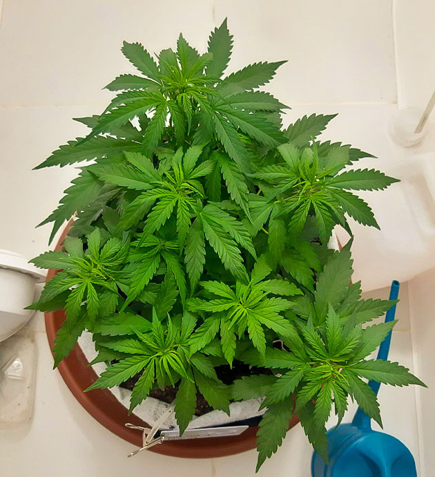 Уход за растением Gorilla Auto и полив Полив и корректировка условий Gorilla Auto