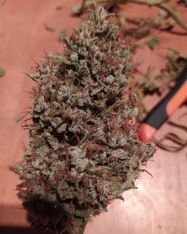 Соцветие после просушки