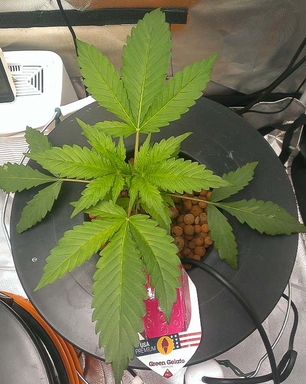 Скручивание листьев и светло зеленые пятна на них