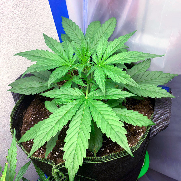 Третья неделя выращивания без удобрений и тренировок Куст на третьей неделе выращивания