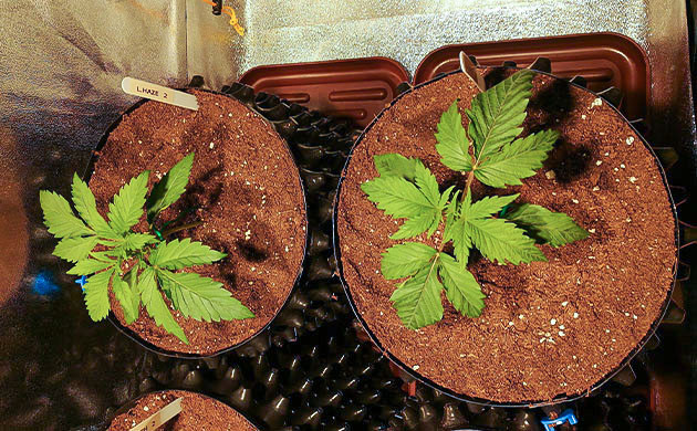 Начало подкормки растений конопли Два одинаковых куста конопли с тремя этажами листьев