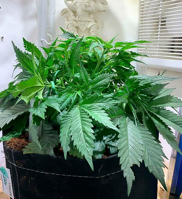Конопля на 4 неделе роста