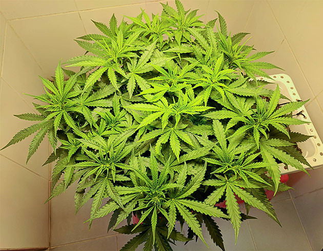 Стимуляция цветения сорта Johnny Cage Auto