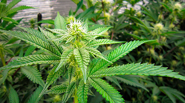 Перевод на цветение растения DDoS #33