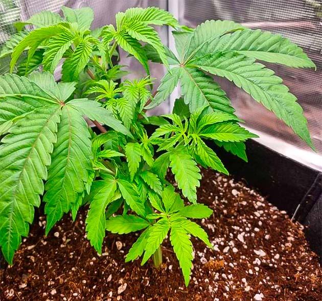 Тренировки марихуаны Куст Strawberry OG Cookies R1 от Ethos Genetics на 6 неделе