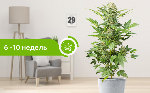 Созревание индики 6-10 недель