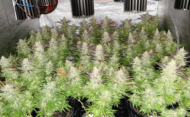 Кусты с плотными шишками