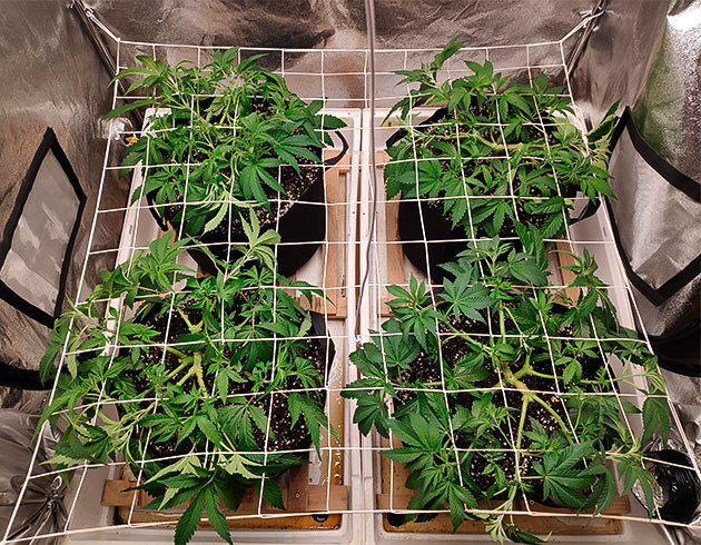 Установка ScrOG на 8 неделе вегетации Сетка Скрог над кустами