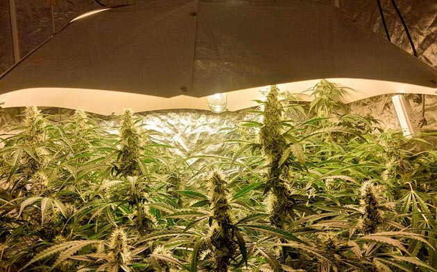 Конопля ростом 60 см