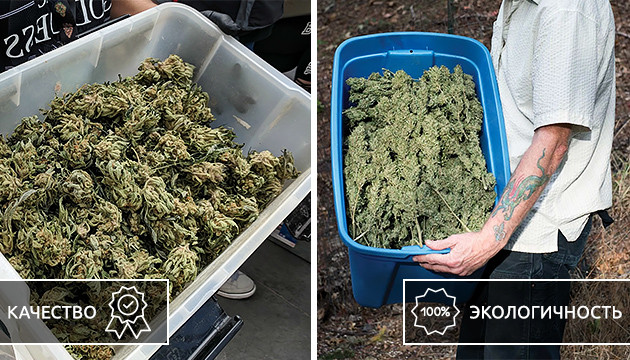 Качество урожая в индоре и аутдоре