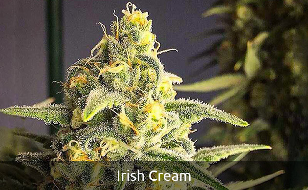 Сорт Irish Cream самая мощная Индика Irish Cream