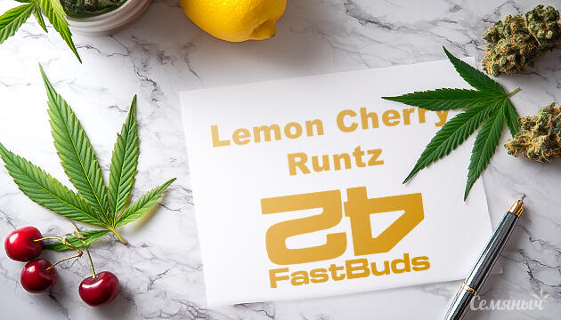 Гроурепорт сорта Lemon Cherry Runtz от FastBuds